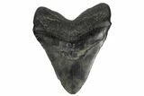 Fossil Megalodon Tooth - Massive Meg Tooth! #178754-2